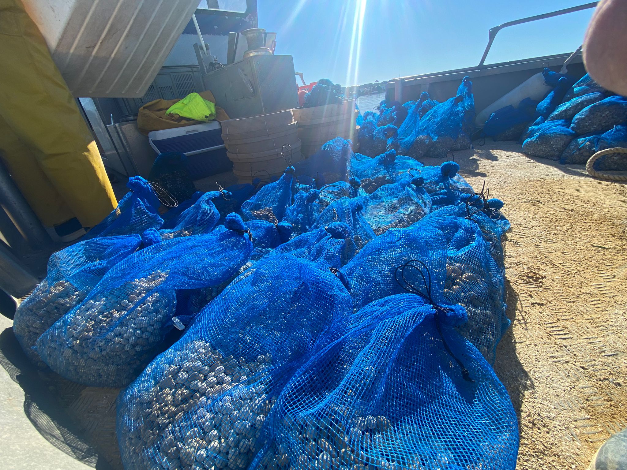 Coquillages préparés dans des poches bleues pour l'expérimentation CareShell